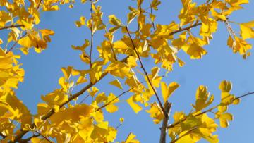 Foglie di ginkgo biloba in autunno