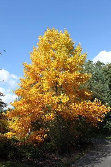 Un liriodendron tulipifera