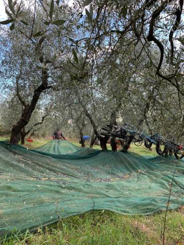 La raccolta delle olive