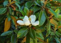 Una pianta di magnolia