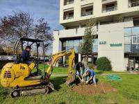 La messa a dimora di un albero nelle aree di verde pubblico di via della Pace Mondiale