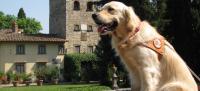 Un cane guida per ciechi