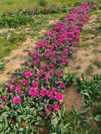 I tulipani fioriti di Wander and Pick